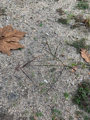 Poaceae