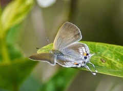 Hypolycaena philippus philippus