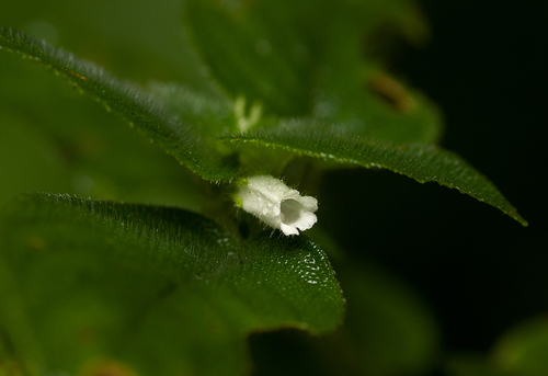 Streptocarpus kamerunensis image