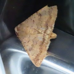 Pandesma quenavadi