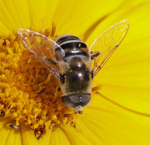 Yellow-shouldered Drone Fly