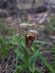 Pterostylis hamiltonii