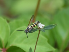 Dielis trifasciata
