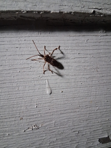 Western Conifer Seed Bug