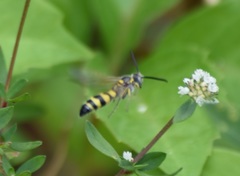 Dielis trifasciata