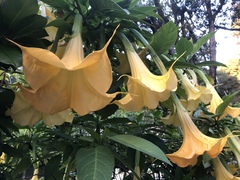 Brugmansia versicolor