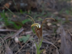 Pterostylis hamiltonii