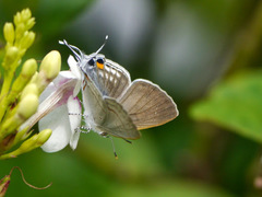 Hypolycaena philippus philippus