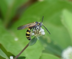 Dielis trifasciata