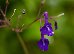 Streptocarpus glandulosissimus image