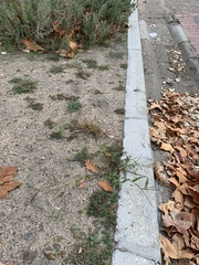 Poaceae