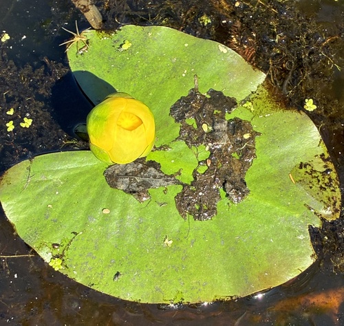 spatterdock