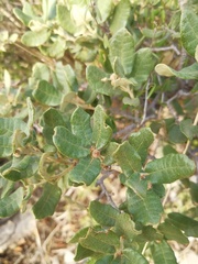 Quercus intricata