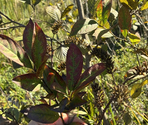 Virginia sweetspire