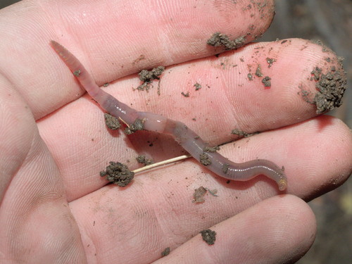 Octolasion tyrtaeum observed 2026-10-06