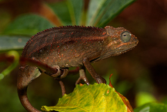 Trioceros ellioti