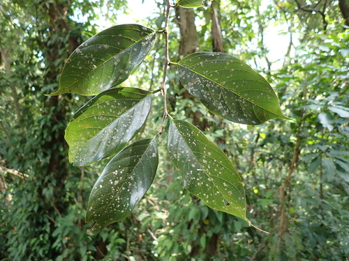 Aphananthe cuspidata observed 2026-10-01