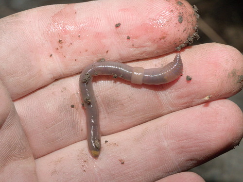 Octolasion tyrtaeum observed 2026-10-06