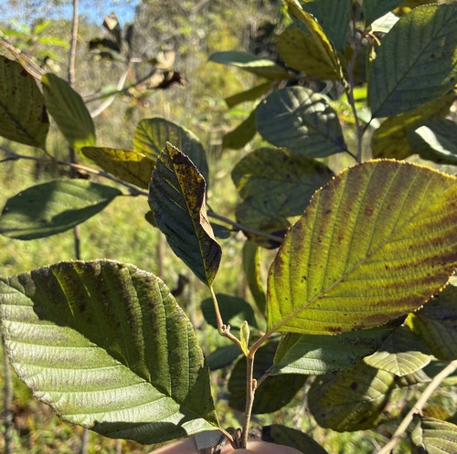 smooth alder