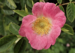 Rosa rubiginosa