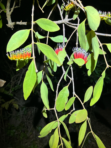 Decaisnina triflora observed 2024-08-22