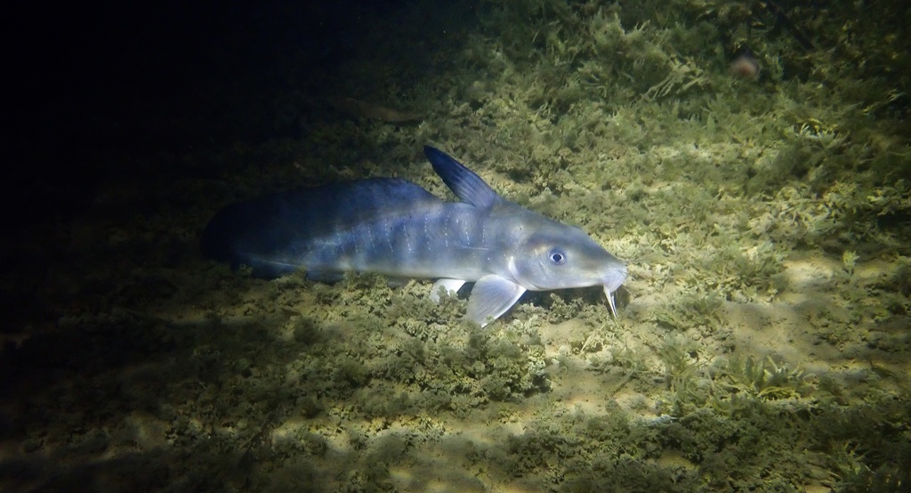 Toothless Catfishes