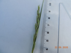 Leymus ramosus