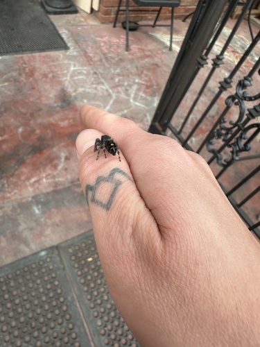 Bold Jumping Spider