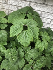 Eriocapitella × hybrida