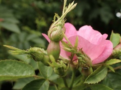 Rosa rubiginosa