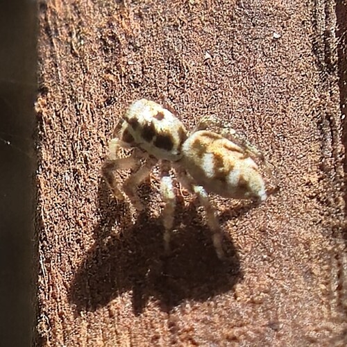 Zebra Jumping Spider