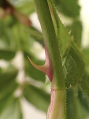 Rosa rubiginosa