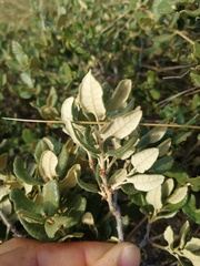 Quercus intricata