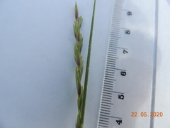 Leymus ramosus