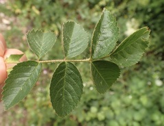 Rosa rubiginosa
