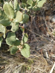 Quercus intricata