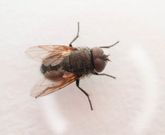 Pollenia amentaria
