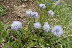 Globularia