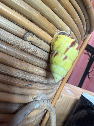 Amphidromus, 2026-10-06