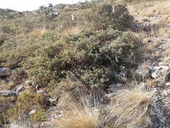 Quercus intricata