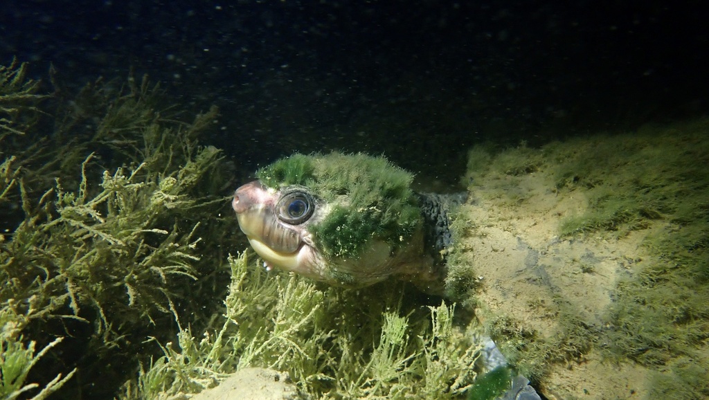 Gulf Snapping Turtle