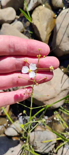 Sagittaria sagittifolia observed 2026-10-06