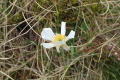 Ranunculus pyrenaeus
