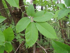 Carpinus cordata