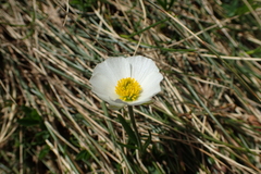 Ranunculus pyrenaeus