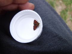 Pyrausta aurata