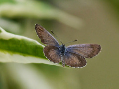 Zizeeria knysna