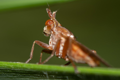 Elgiva solicita