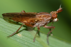 Elgiva solicita