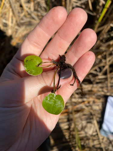 Hydrocharis morsus-ranae, 2026-10-06